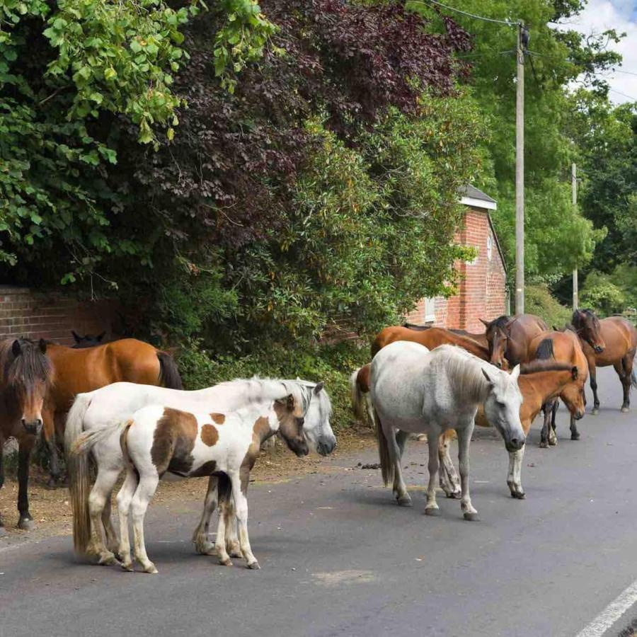 New Forest Retreat Shorefield Country Park Lymington Kültér fotó